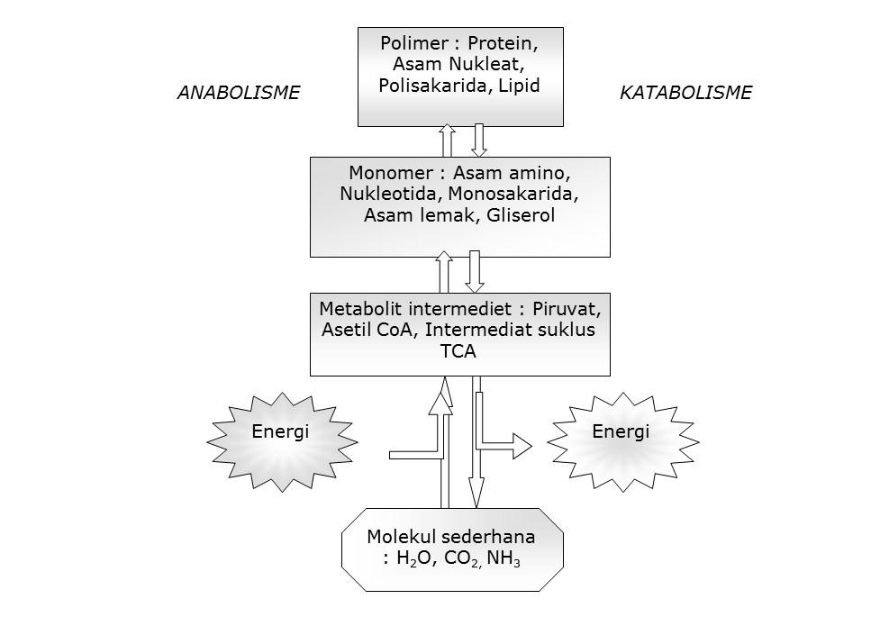 Metabolisme Sel Pelepasan Energi Dalam Sel Dan Pembelahan Sel Welcome To My Blog