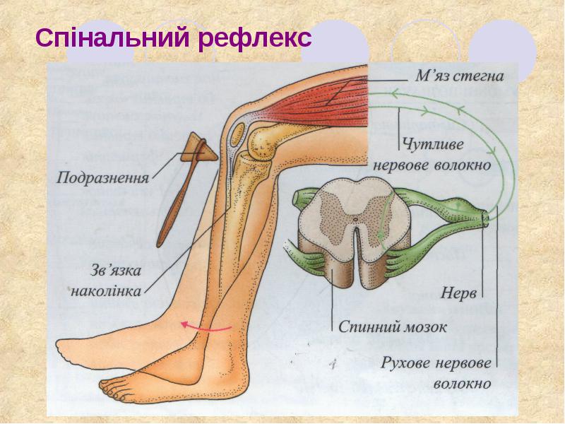 Блог вчителя біології Ковалевської Яни Валеріївни