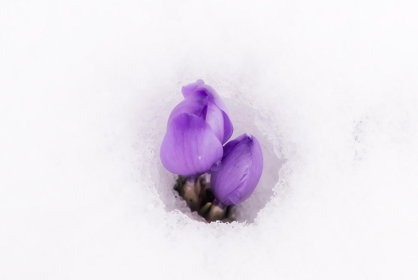 А подле сквозистый последний снежок. Голубенький чистый Подснежник цветок. Сквозистый снег. Нежный фон с подснежниками. Картинки голубенький, чистый Подснежник-цветок.