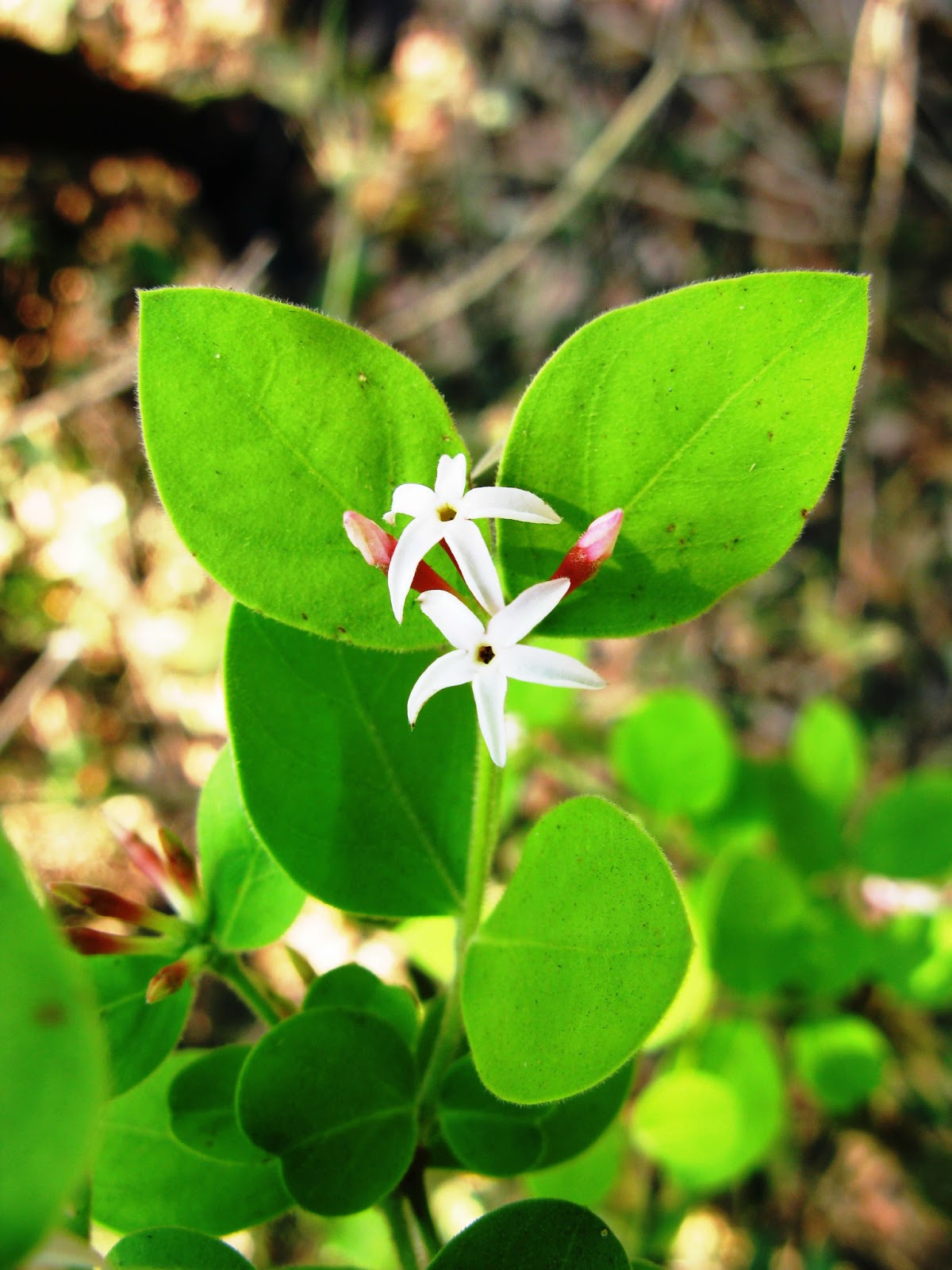 Unlocking Rainforest Riches: Sustainable Use Examples - dj3ilbh