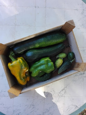 Raccolto di settembre: zucchine, cetrioli, peperoni Raccolto di settembre: zucchine, cetrioli, peperoni