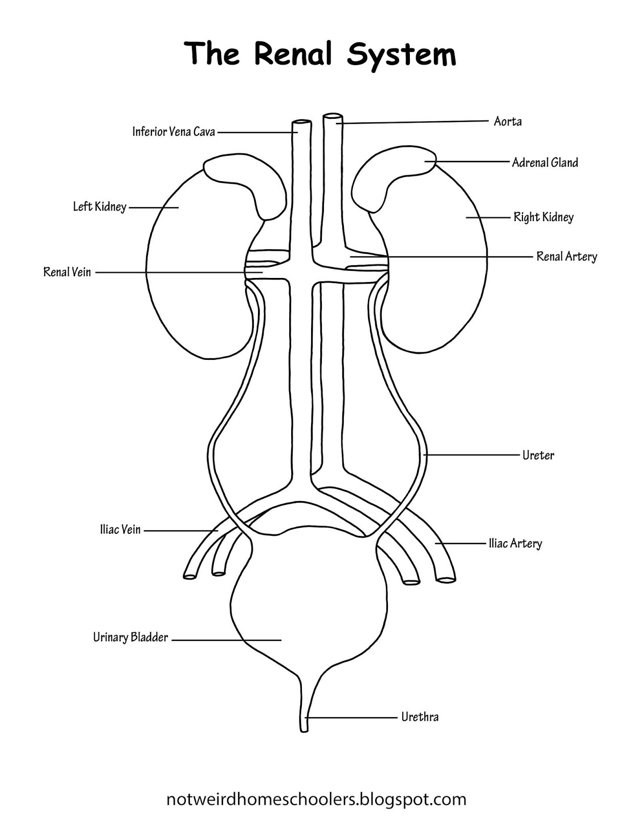 free-homeschooling-resource-the-renal-system-printable-worksheets