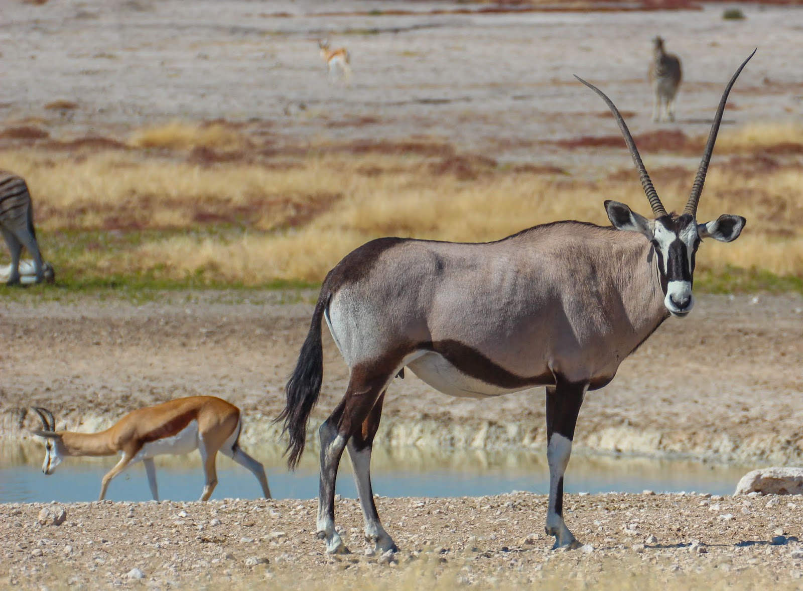 Cannundrums Gemsbok
