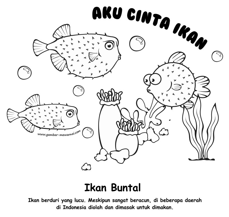 Contoh Gambar Mewarnai Ikan Buntal - KataUcap