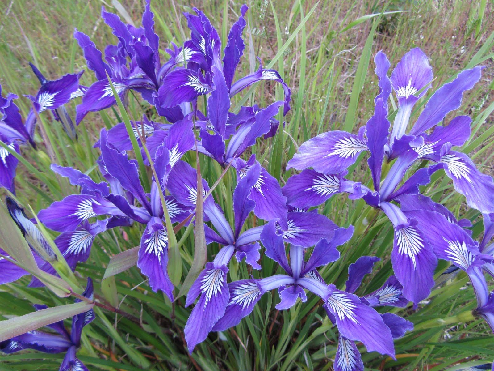Four Hills of Squash Wild Pacific Coast Iris