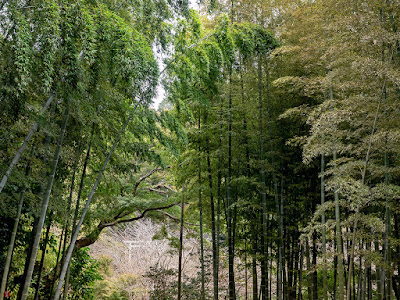 Bamboo grove: Kencho-ji
