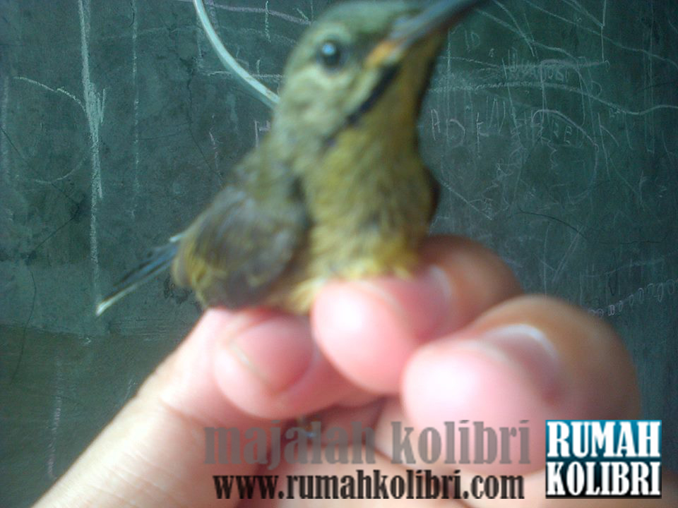 Cara Membedakan Jantan Betina King Konin Yang Masih Ijo Rumah Kolibri