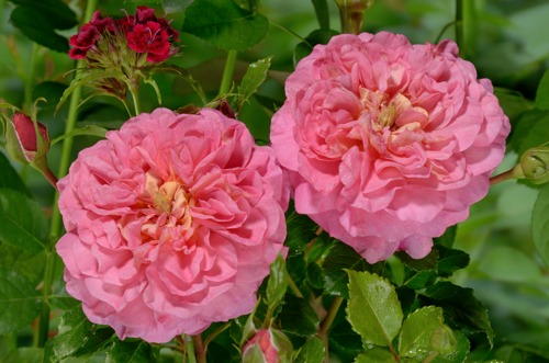 Christopher Marlowe rose сорт розы фото  