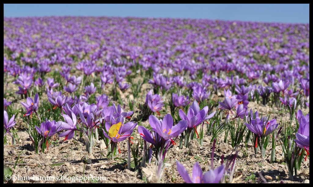 Plant Hunters Crocus sativus
