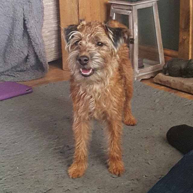 boo lakeland terrier, boo