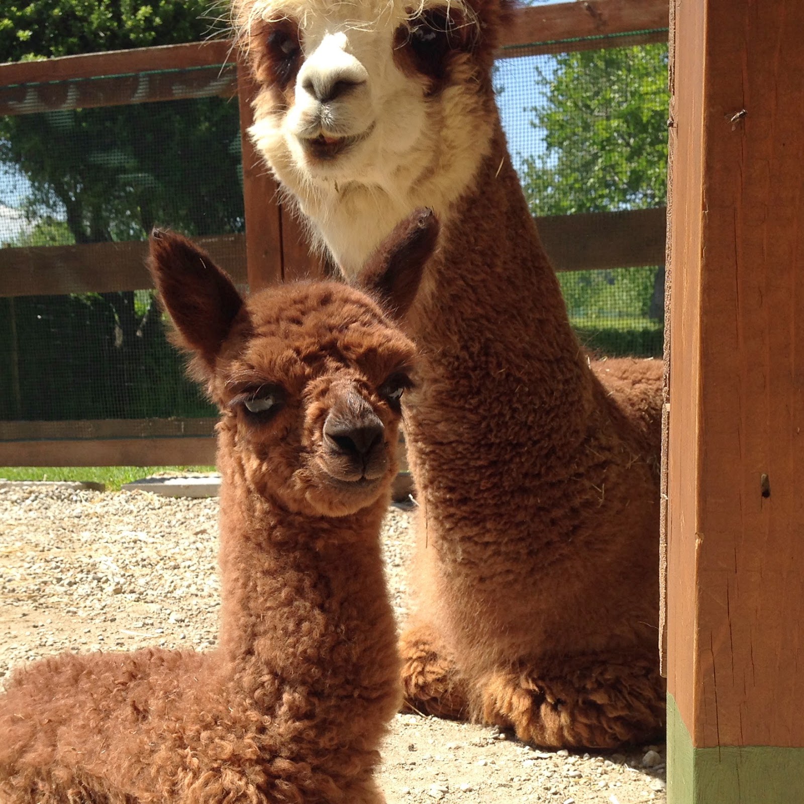 Piccolo Alpaca Blog Orlando Piccolo Alpaca