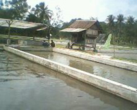 Produksi Benih Ikan