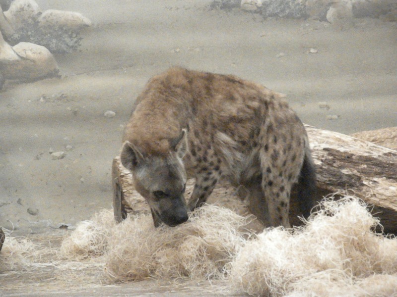The Zoo Review: Species Fact Profile: Spotted Hyena (Crocuta crocuta)