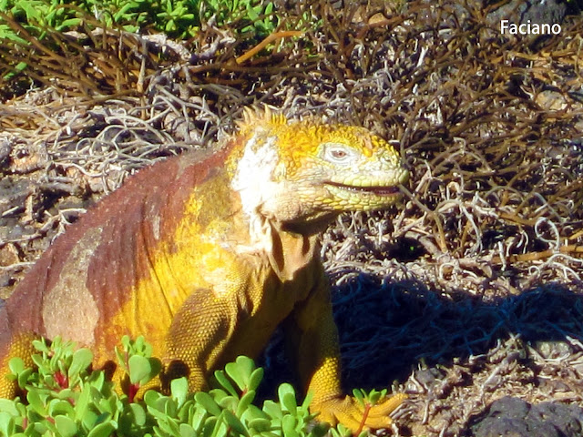 Galapagos加拉巴哥,法姿優乾洗頭乾洗髮