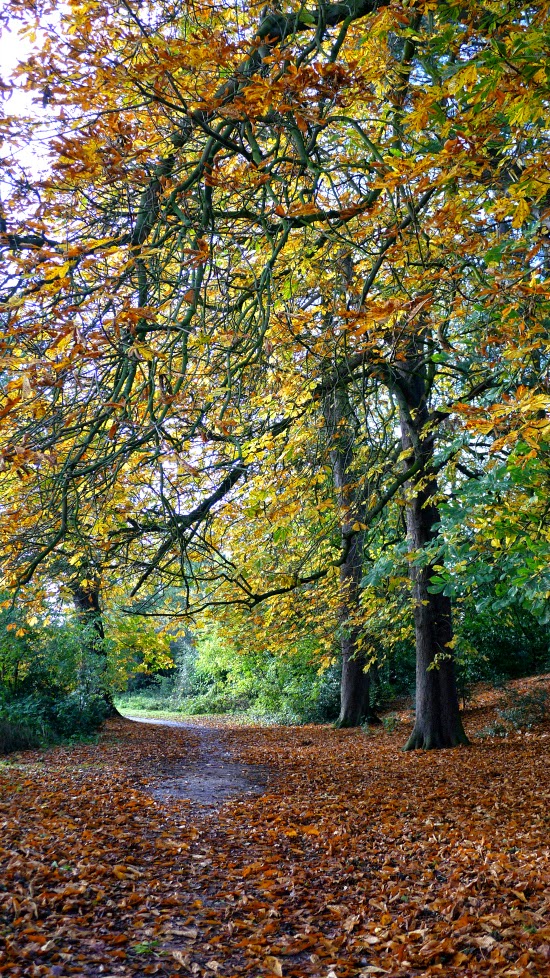 ellesmere lake autumn