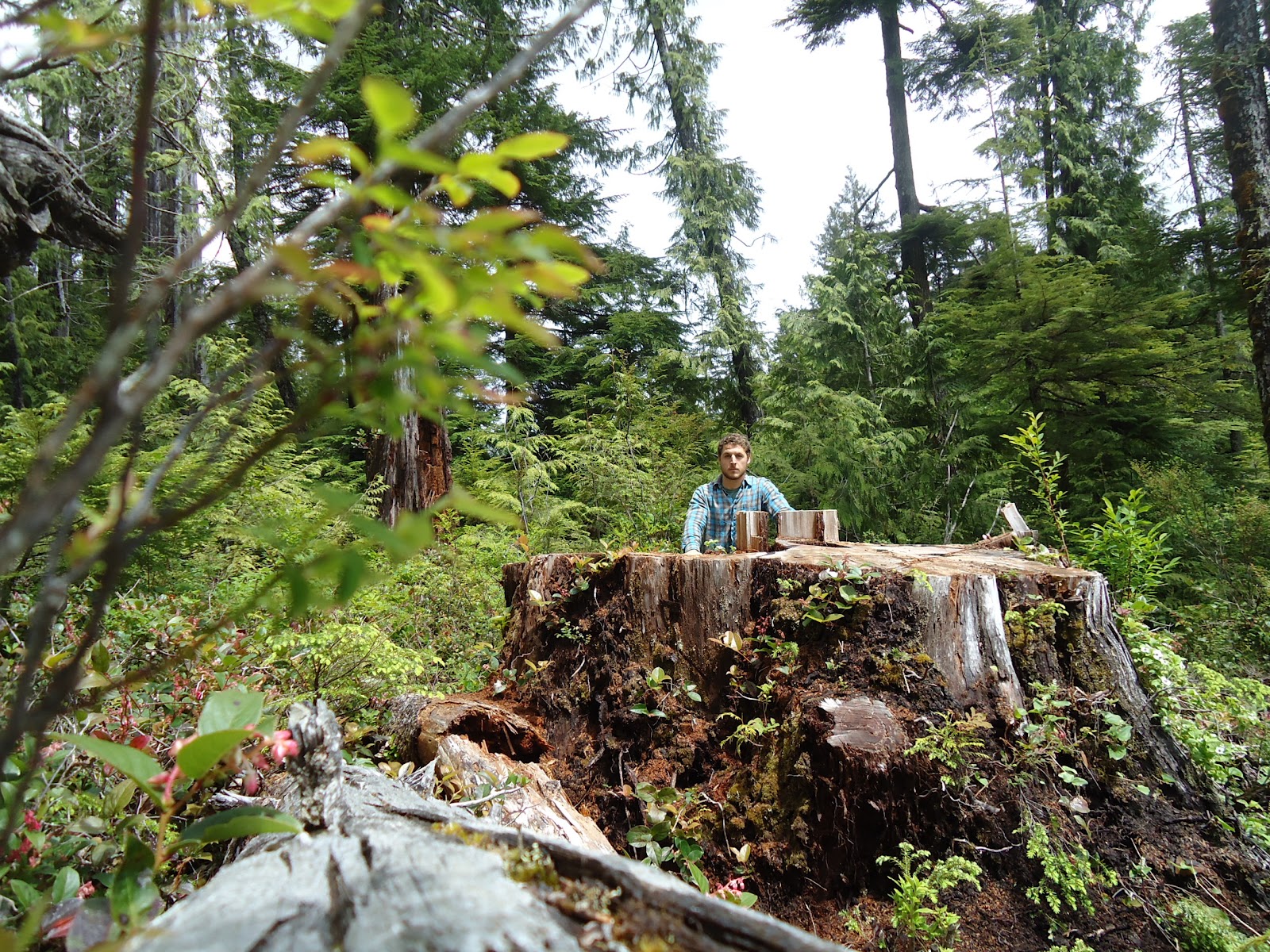 Vancouver Island Big Trees Who's Really Poaching B.C.'s Old Growth?