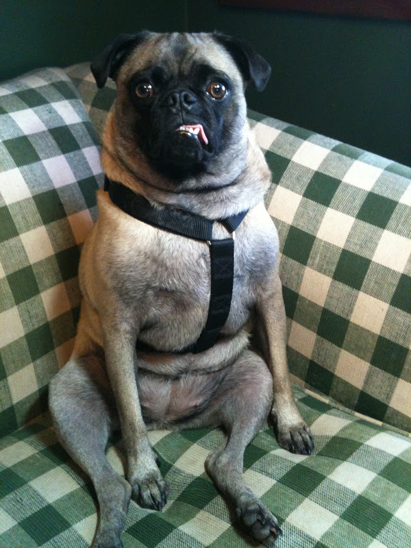 Rugs and Pugs Hooking at the Farm