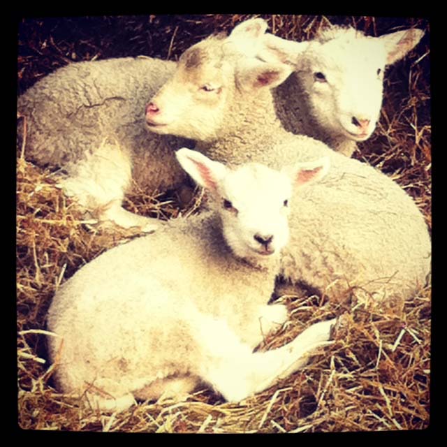 Getting Stitched on the Farm Instagram Lambs