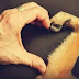 Química animal: "El perro es el mejor amigo del hombre"