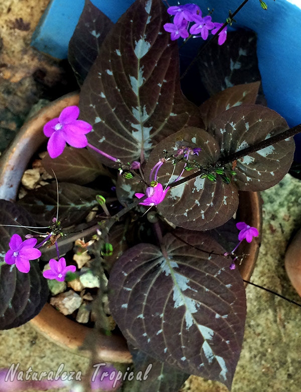 Vista superior de la Planta de Chocolate, Pseuderanthemum alatum