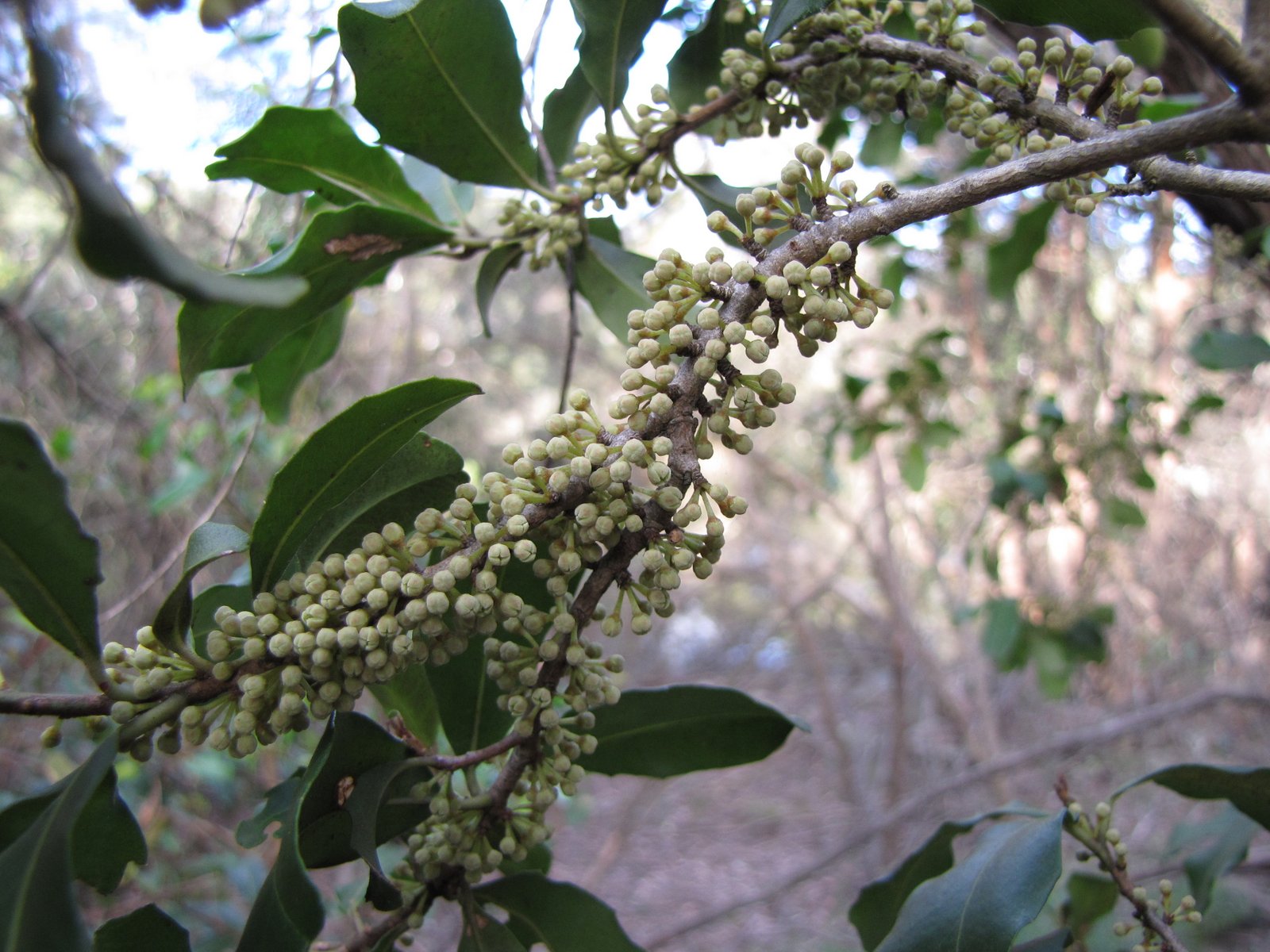 Flora Friday in Oz: Botany and Lake Parramatta. 20th-21st July 2012