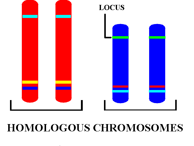 Michelle's Biology (:: 3.14) Chromosome