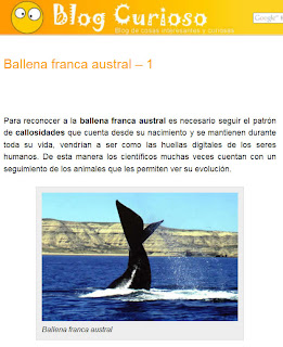 Ballena franca y unos datos Curiosos