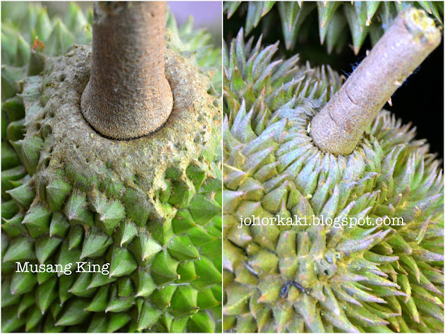 Tips-Untuk-Mengenalpasti-Buah-Durian-Musang-King-Rajah-Kunyit-Mao-Shan-Wang