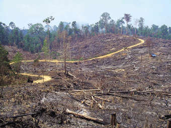Visit Indonesia Wisata Hutan  Gundul  deforestation tour 