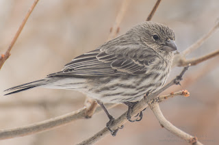 Female House Finch Photo © Shelley Banks, all rights reserved. Female House Finch Photo © Shelley Banks, all rights reserved.