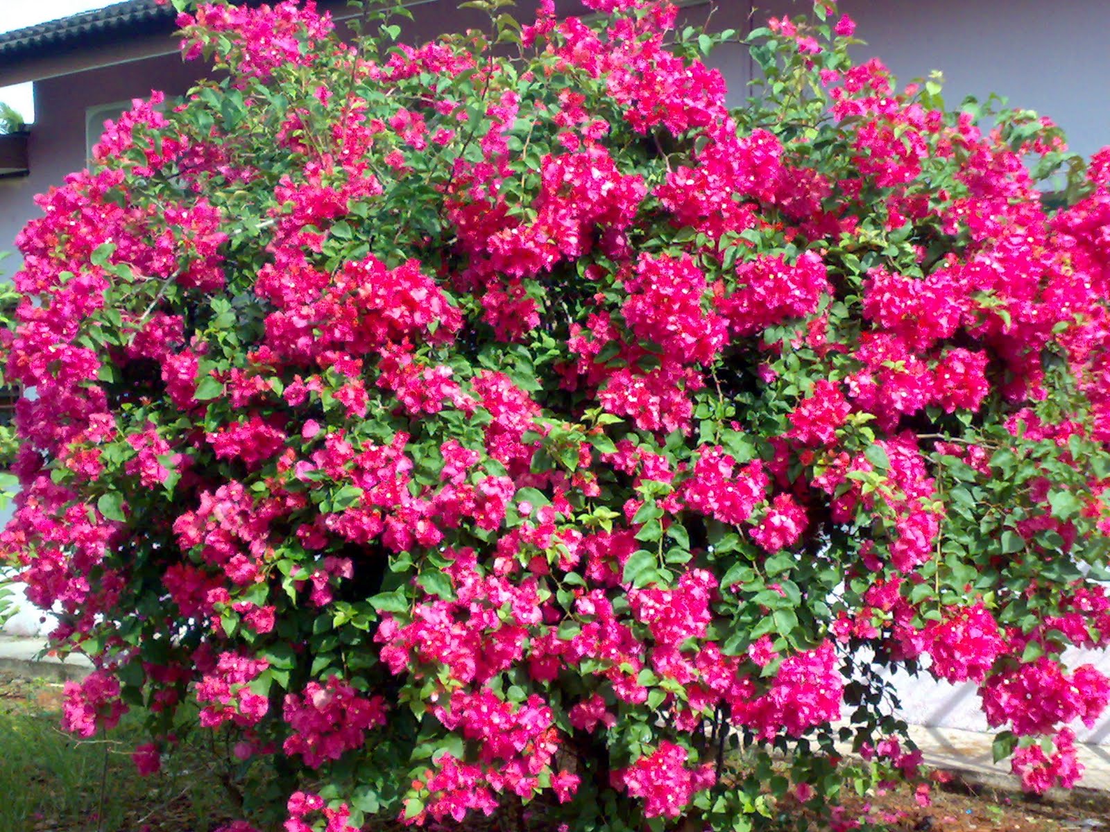 Like English & etc.: Beautiful Flower 9: Bougainvillea - In Its Fullest ...