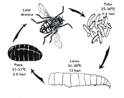 Siklus Hidup Lalat, Lalat