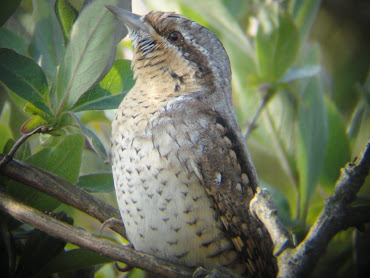 Wryneck (Winterton Dunes)