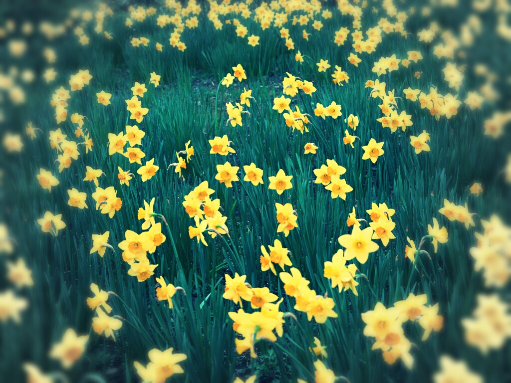 an essay about the poem of the daffodils Read this english essay and over 88,000 other research documents daffodils my own reading to i wandered lonely as a cloud, mohamed ibrahim handling such a. an essay about the poem of the daffodils Read this english essay and over 88,000 other research documents daffodils my own reading to i wandered lonely as a cloud, mohamed ibrahim handling such a.