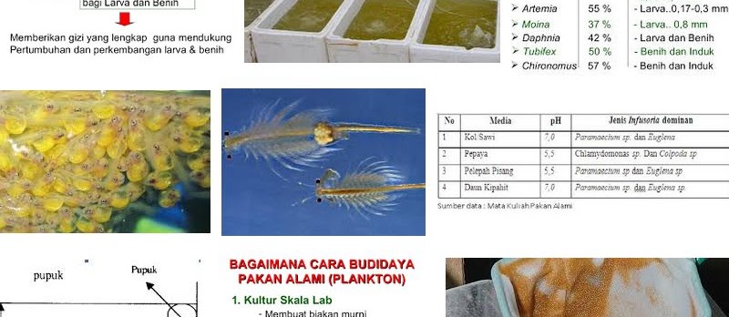 Kultur Pakan Alami Ikan Sederhana dan Berhasil