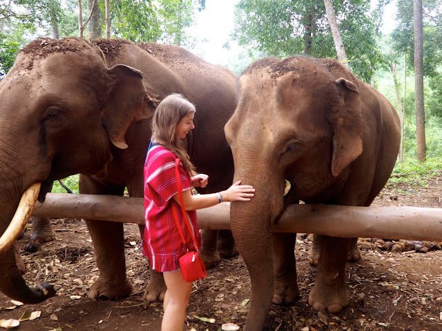 Elephant feeding at a sanctuary outside Chiang Mai, Thailand