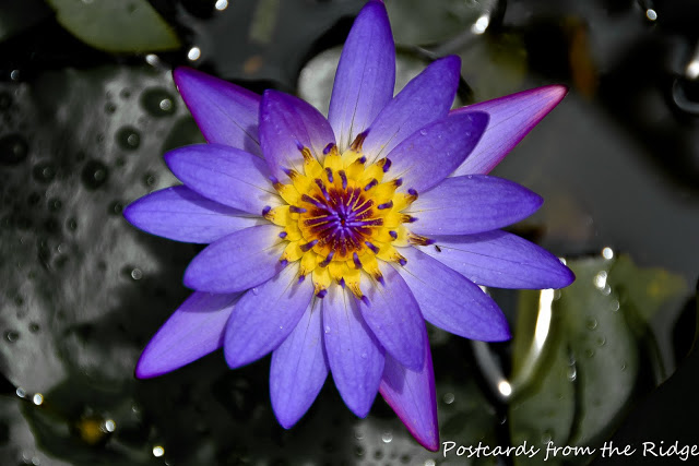 Purple water lily. Things to be grateful for. Postcards from the Ridge.