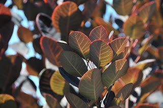 royal purple cotinus leaves
