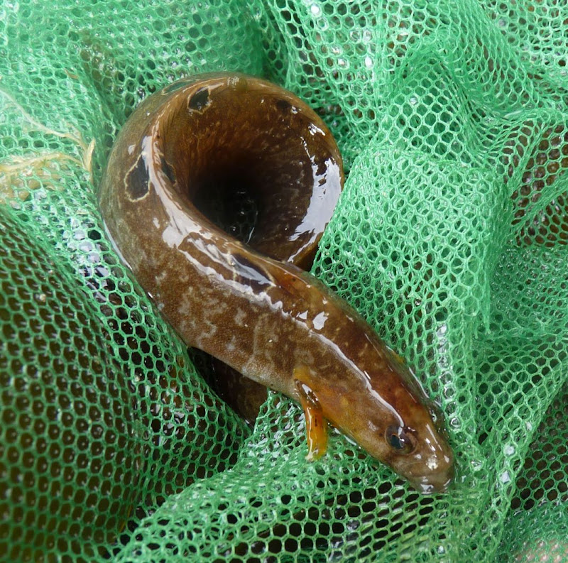 Islay Natural History Trust Butterfish Bonanza