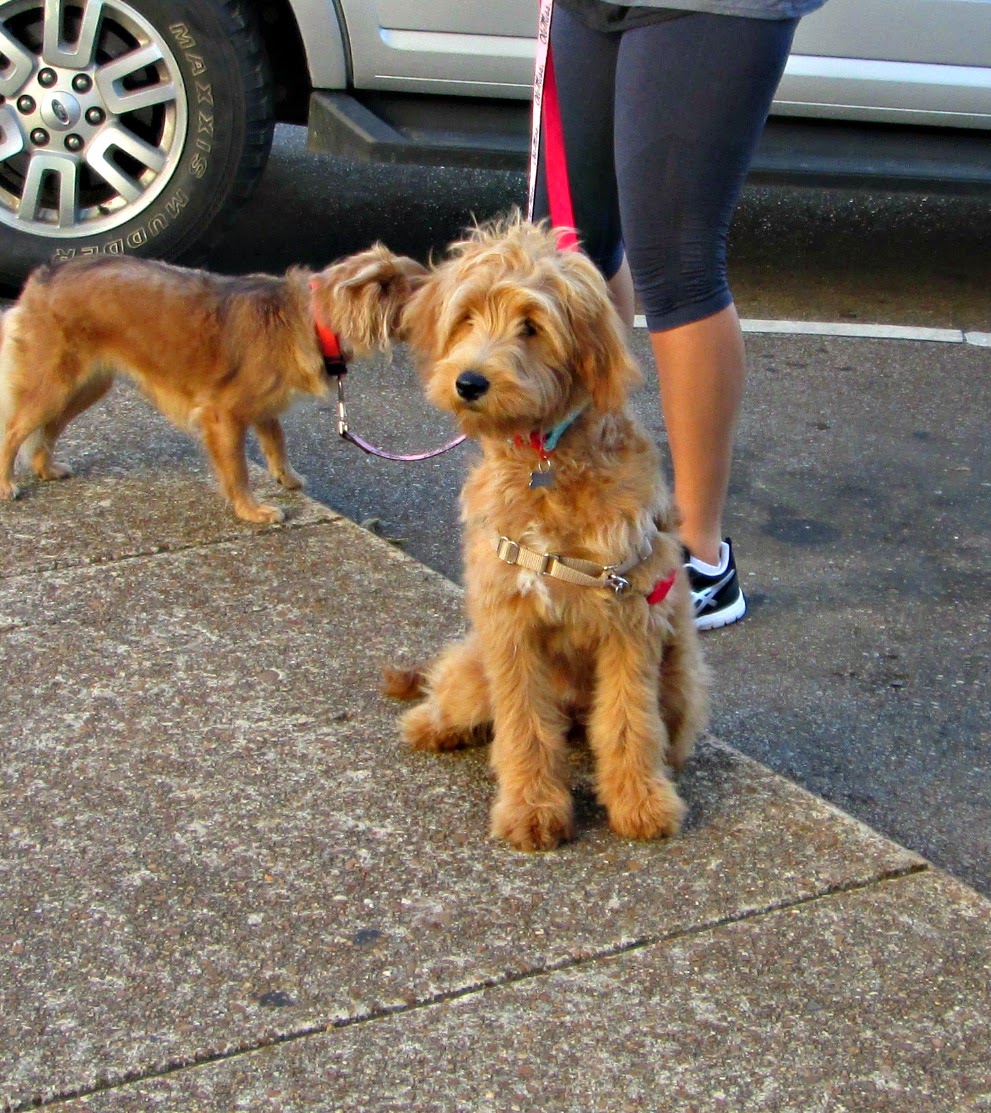 1800 Farmhouse Rd Oxford animal shelter