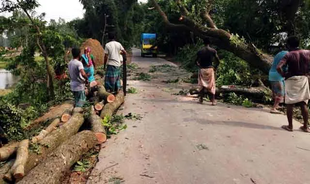 Complaint of cutting trees without auctioned in Roumari Rajibpur