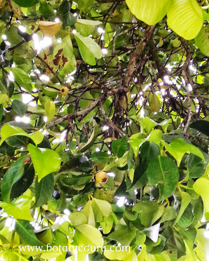 Garcinia mangostana, Mangosteen fruit