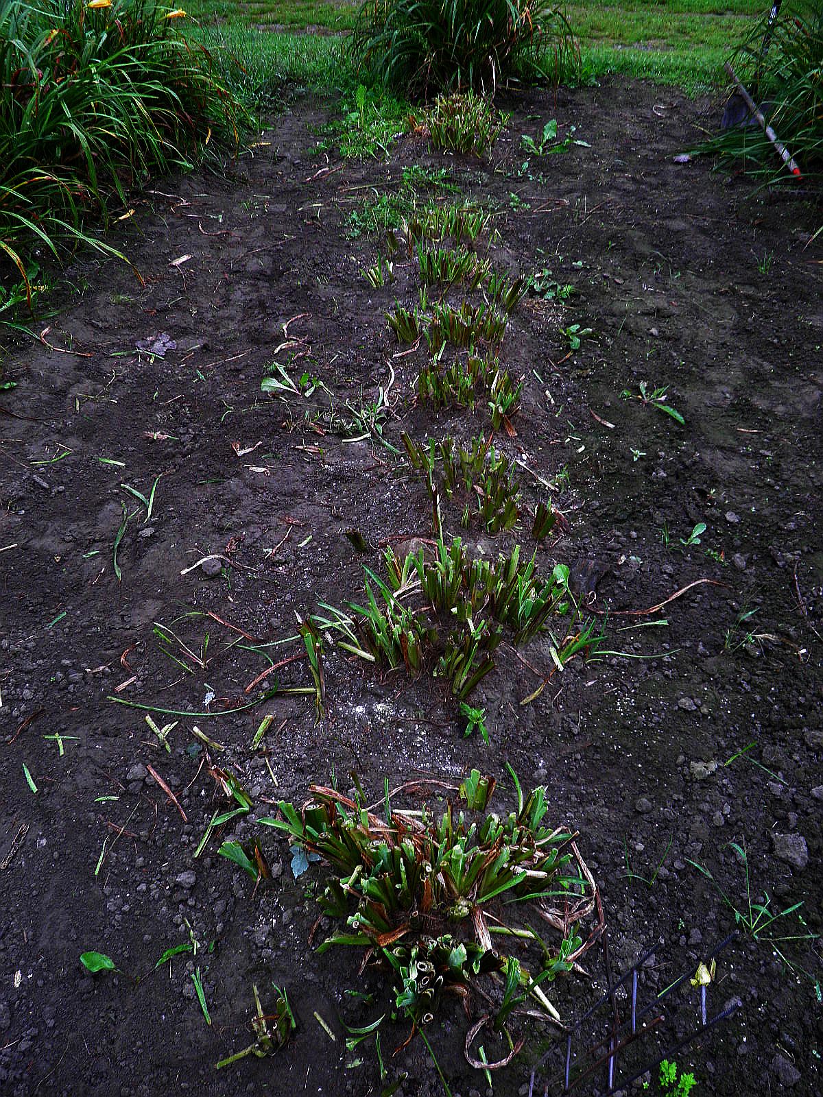 The Vermont Gardener CUTTING BACK DAYLILIES