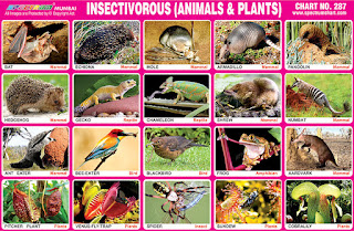 Insectivorous (Animals & Plants) Chart