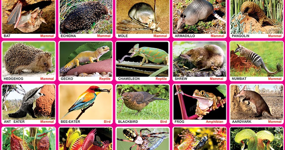 Spectrum Educational Charts: Chart 287 - Insectivorous (Animals & Plants)