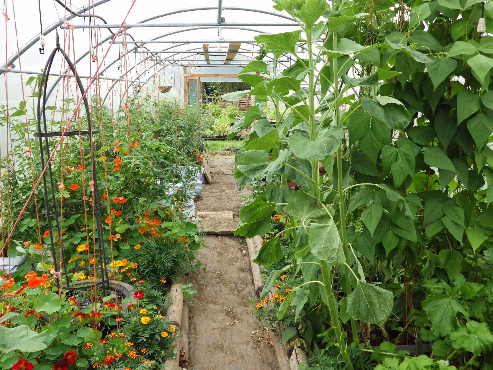 Growing Fruit In A Polytunnel , 32 of the best crops for Polytunnels – XSRJ