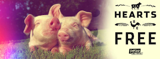 pig-cover-photo-610x224.png