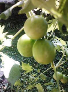 full size cherry tomatoes, not yet ripe