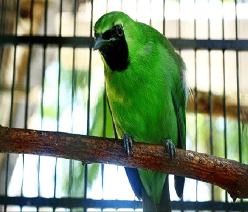 Erek Erek Burung Cucak Ijo 2D 3D 4D Menurut Buku Mimpi