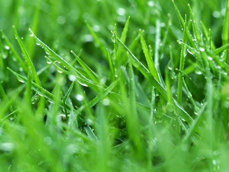 Consejo Municipal de Ecología en Zamora, Michoacán, México.: mayo 2014